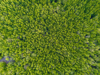 Aerial view of trees growing in forest