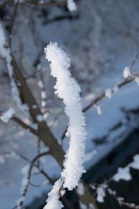 Close-up of snow on branch against sky