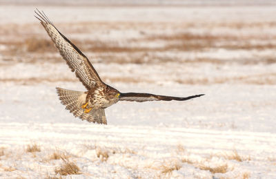 Close-up of eagle flying over snow field
