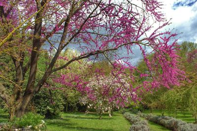 Pink flowers growing on tree