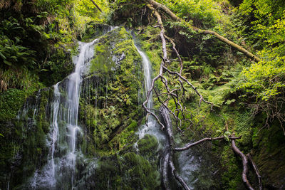 Scenic view of waterfall in forest