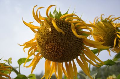 Close-up of pineapple