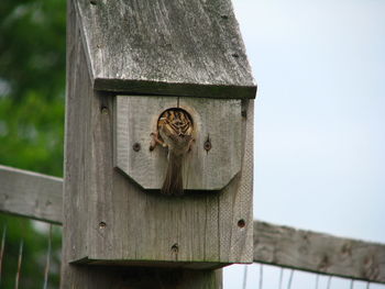 Low angle view of birdhouse on wooden post against sky