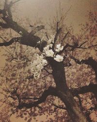 Flowers growing on tree