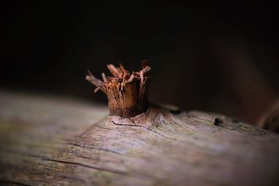 Close-up of tree stump