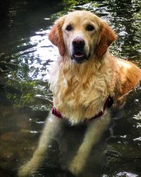 Portrait of dog in the lake