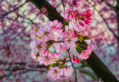 Close-up of pink cherry blossoms in spring