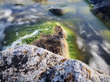 Moss growing on rocks at sea shore