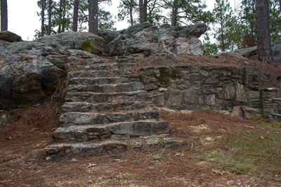 Low angle view of stone wall in forest