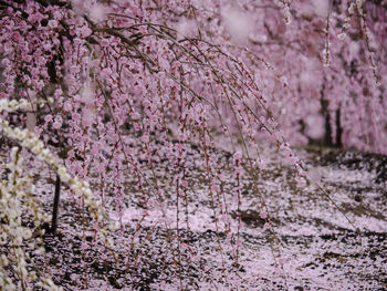 Pink cherry blossoms in spring