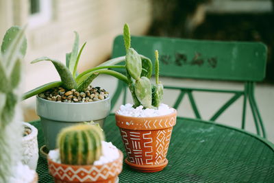 Close-up of potted plant on table