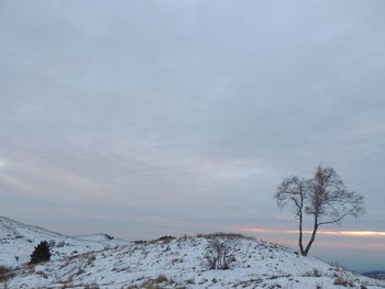 Bare trees on snow covered landscape