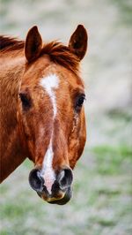 Lone horse portrait 