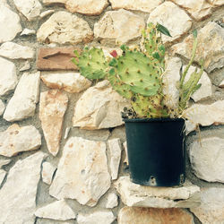 Potted plant on wall