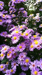 Full frame shot of purple flowers