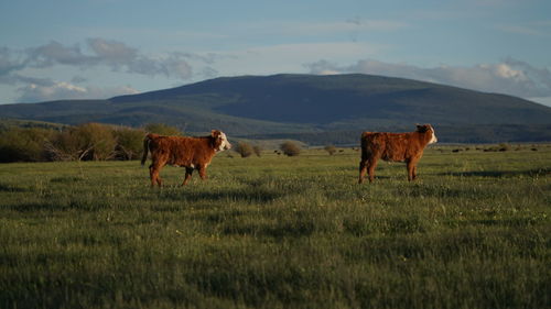 Horses in a field