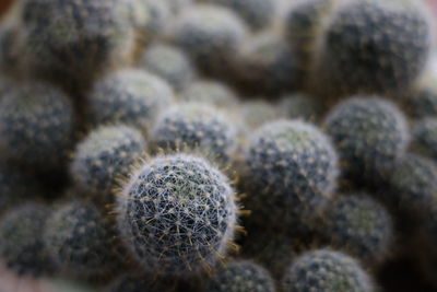 Close-up of cactus