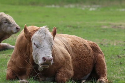 Portrait of a cow or beef on field