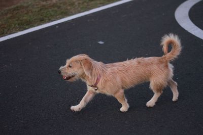 High angle view of dog walking on road