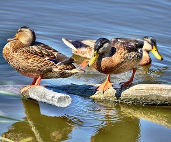 Mallard ducks in water