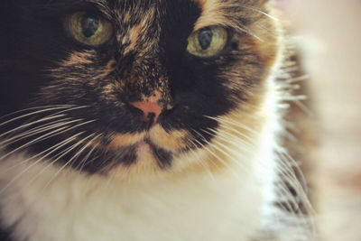 Close-up portrait of cat