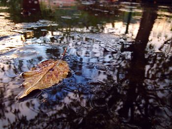 Leaves floating on water