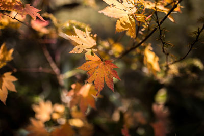 Close-up of autumnal leaves against blurred background