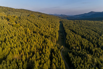 Landscape in the low beskids, road in the forest