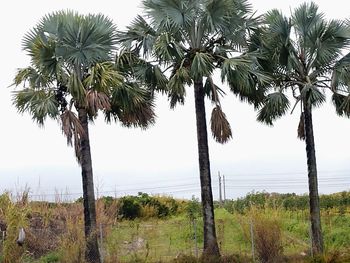 Low angle view of coconut palm trees against sky