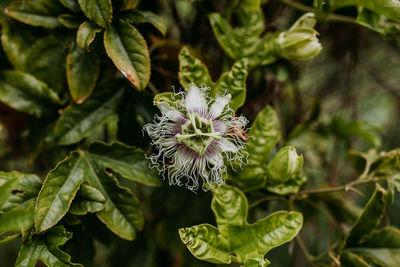 Close-up of passion flower