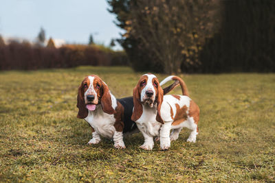 Portrait of dogs on field