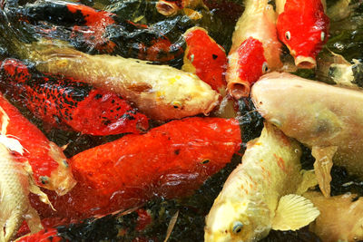 High angle view of koi carps swimming in sea