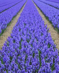 High angle view of lavender field