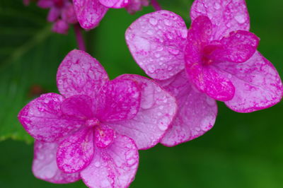 Close-up of wet pink flower