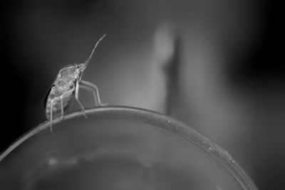 Close-up of insect on glass