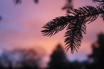 Close-up of leaves against sunset