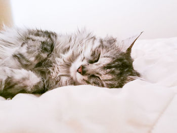 Close-up of cat sleeping on bed