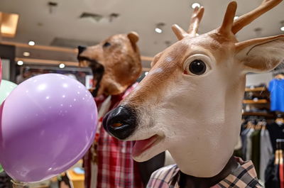 Close-up portrait of a horse