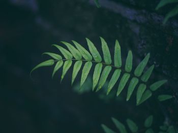 Close-up of fern leaves