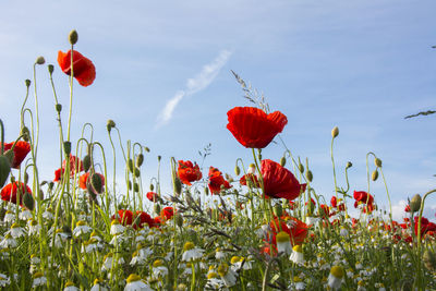 Close-up of red poppy flowers growing on field against sky