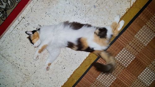 High angle view of cat lying on floor