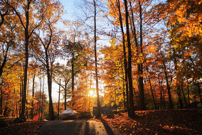 Trees in forest during autumn