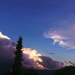 Low angle view of tree against sky