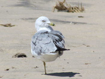 Close-up of bird