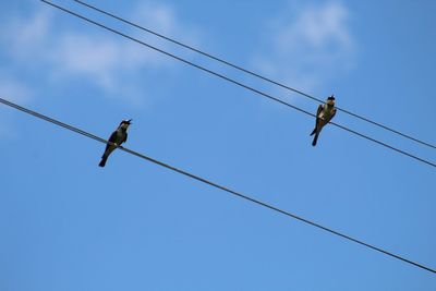 Bee-eaters on the current wire