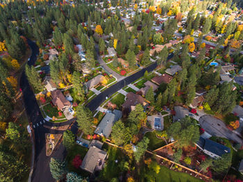 High angle view of trees in city