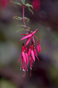 Close-up of pink flower