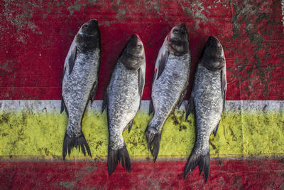 Close-up of fish for sale
