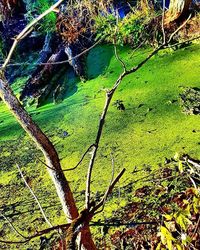 Trees growing in a park
