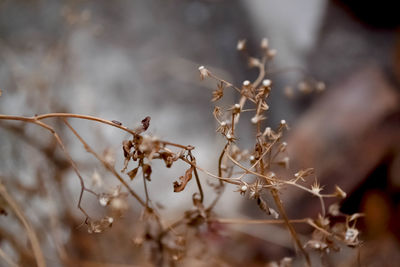 Close-up of dead plant